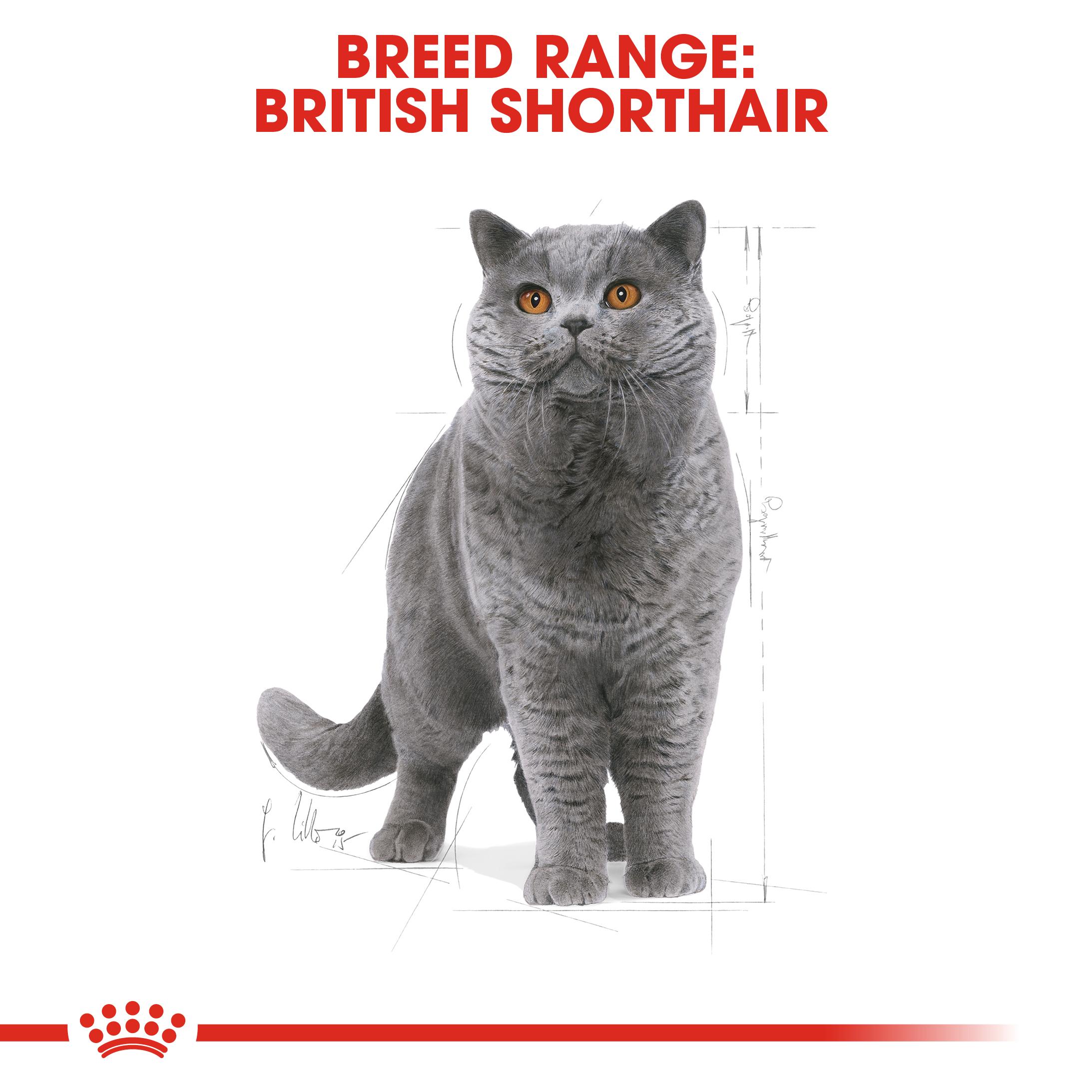 Royal Canin Adult British Shorthair Dry Cat Food 10kg Buy
